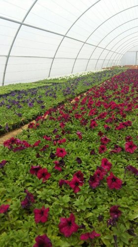 تولید ٢٠٠٠٠ بوته گل اطلسی در رنگهای مختلف در تولیدات گل و گیاه شهرداری