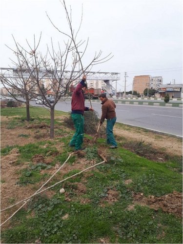 طرح کاشت ٥٥٠٠ اصله  درخت در سطح شهر گرگان